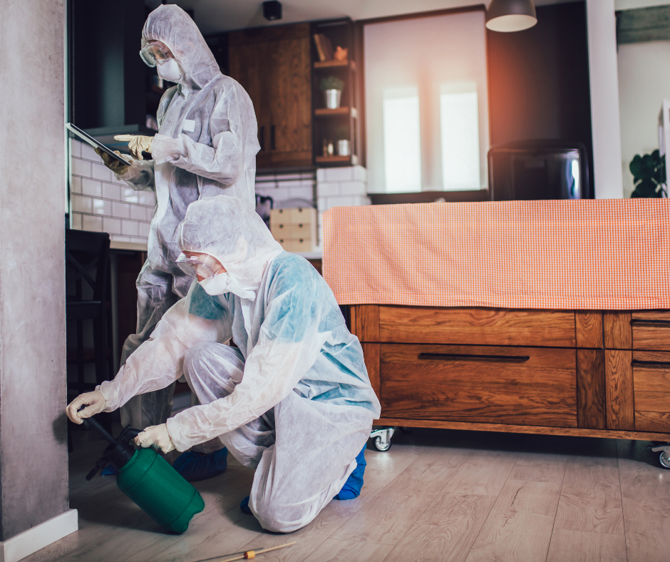 أفضل شركة مكافحة حشرات في دبي